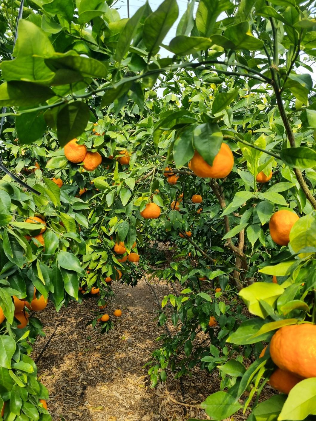 윈트프린스농장1