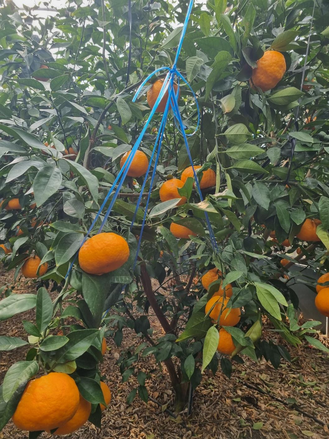 윈트프린스농장2