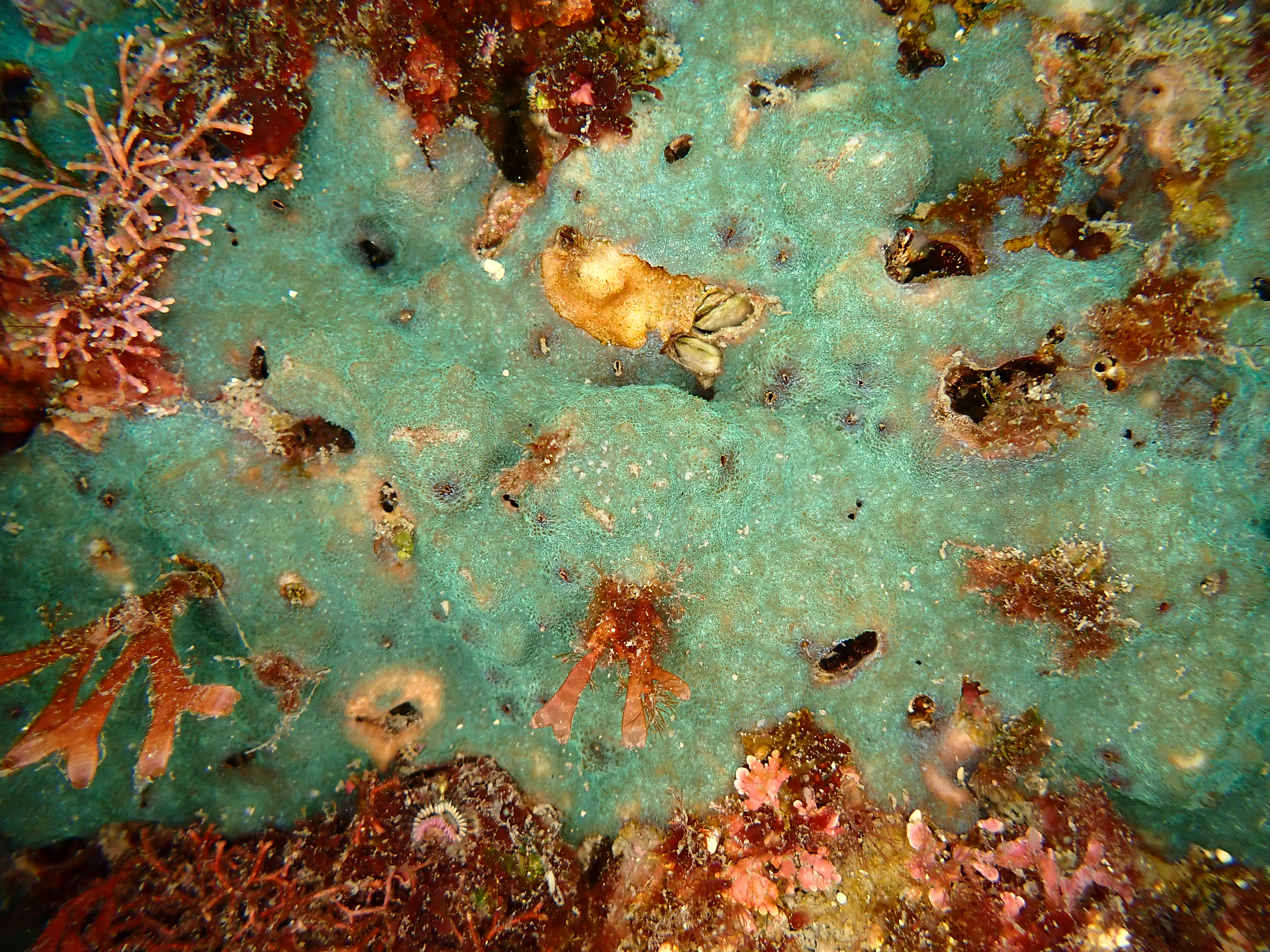 5ebf9f6366526.jpg
