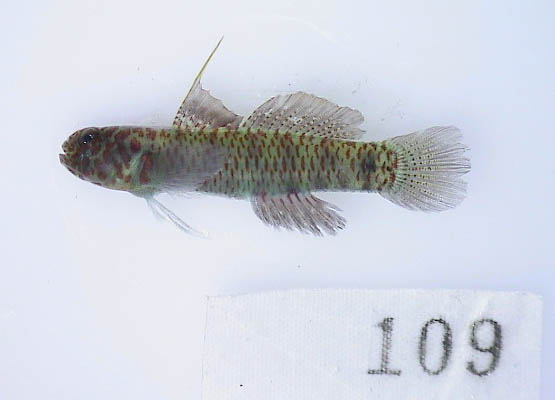 690b3966e554e.jpg