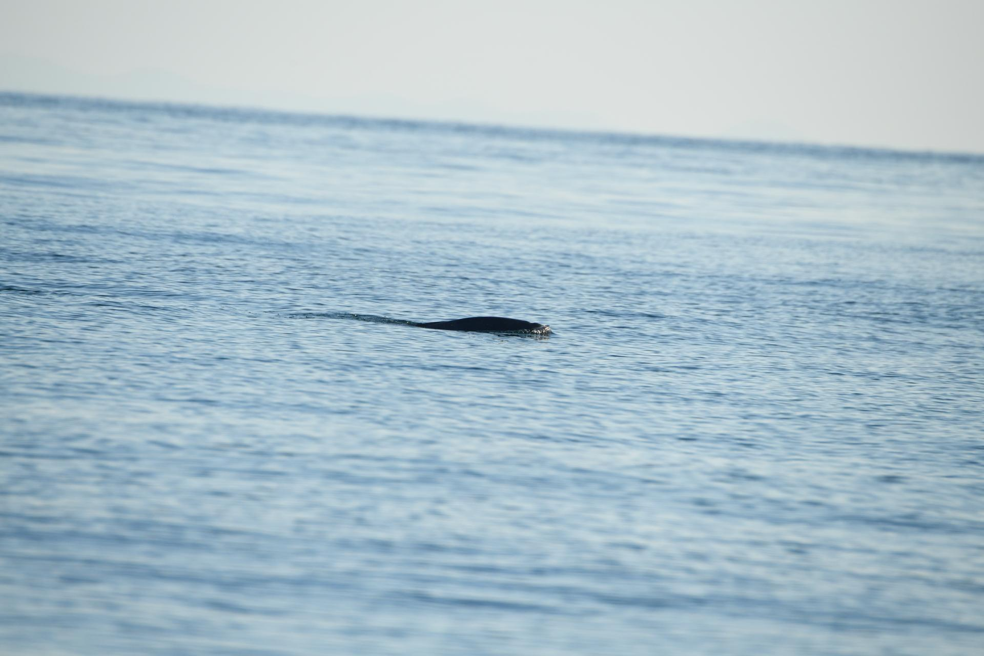 반달 모양의 검은 그림자, 상괭이 ⓒ상괭이편