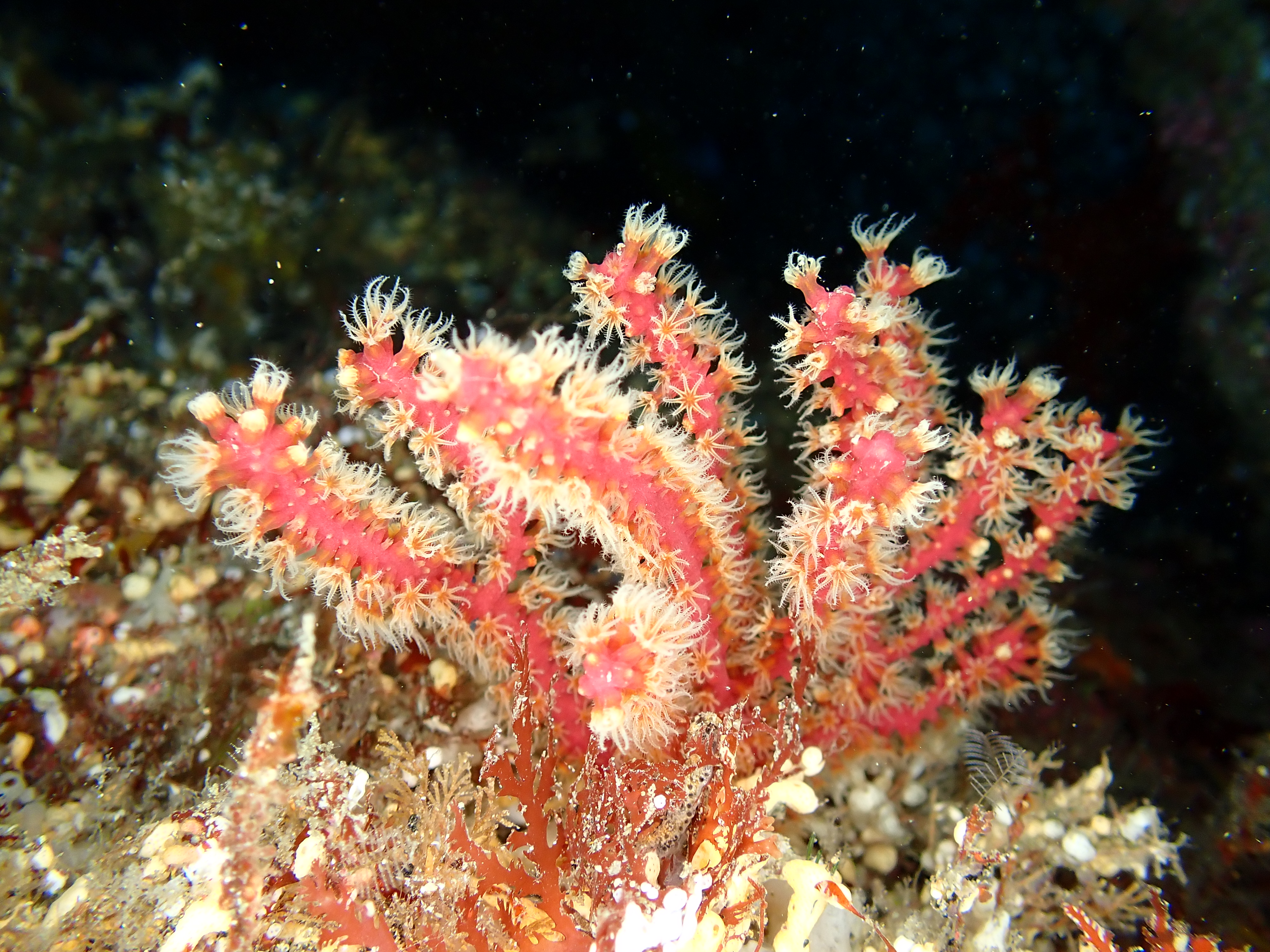c9dca37f285e3.jpg