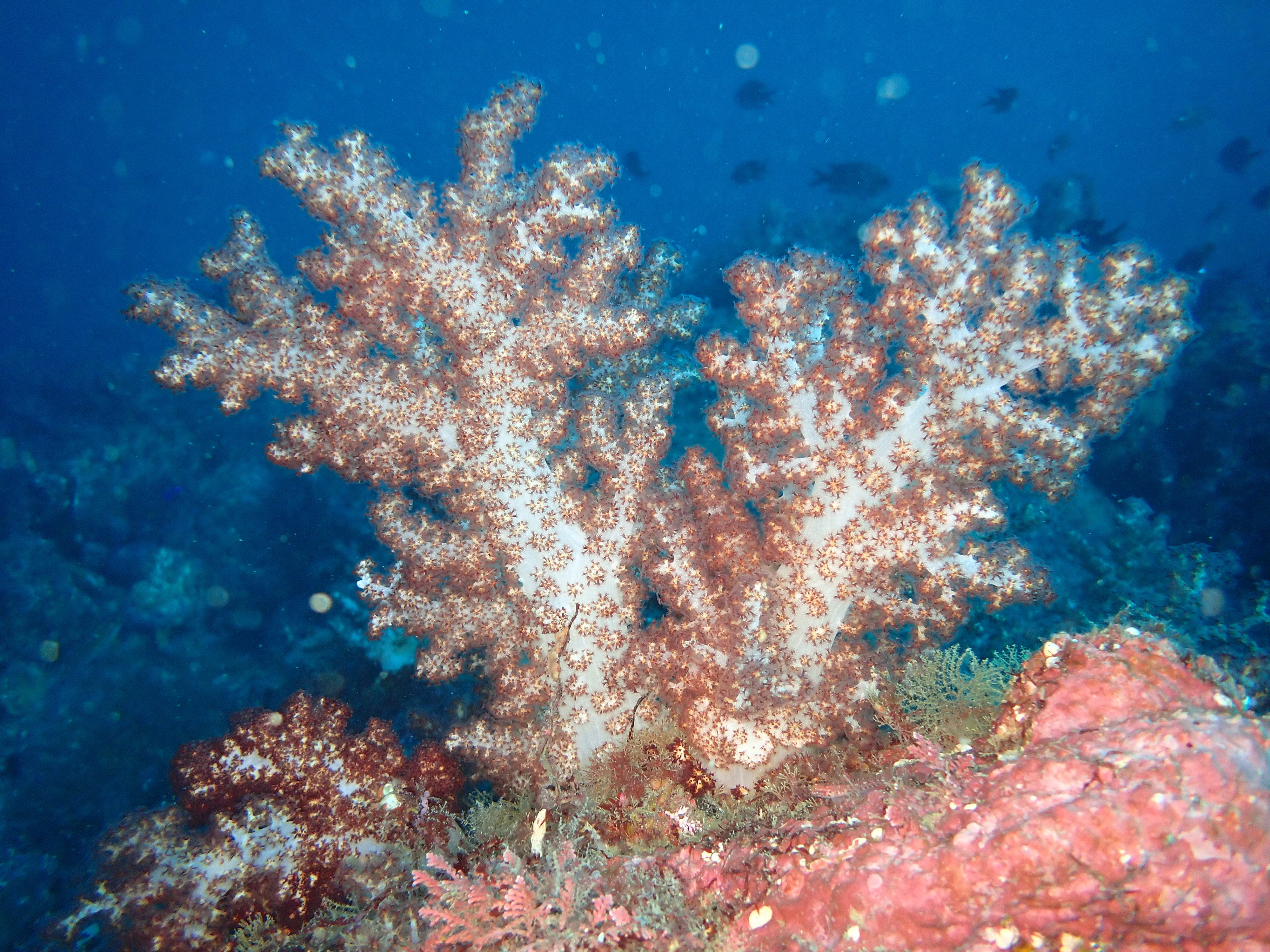 d1c1286e3d60d.jpg