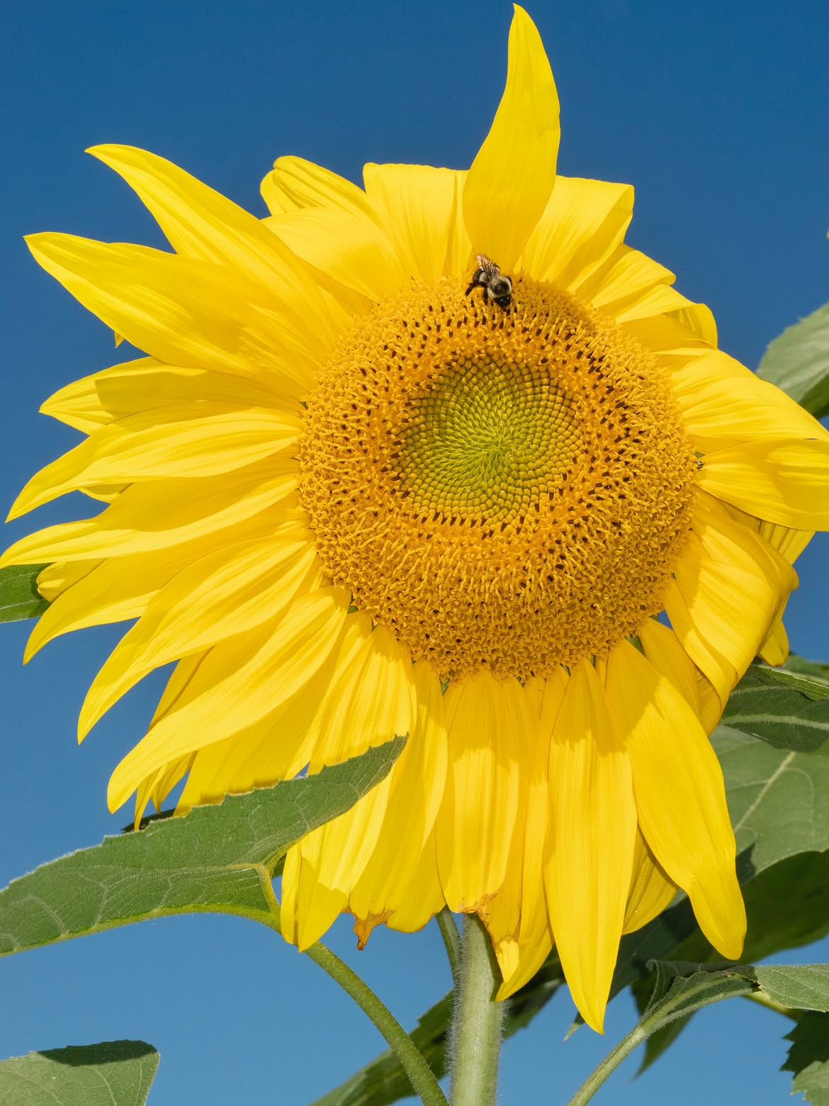 3360d237fc474.jpg