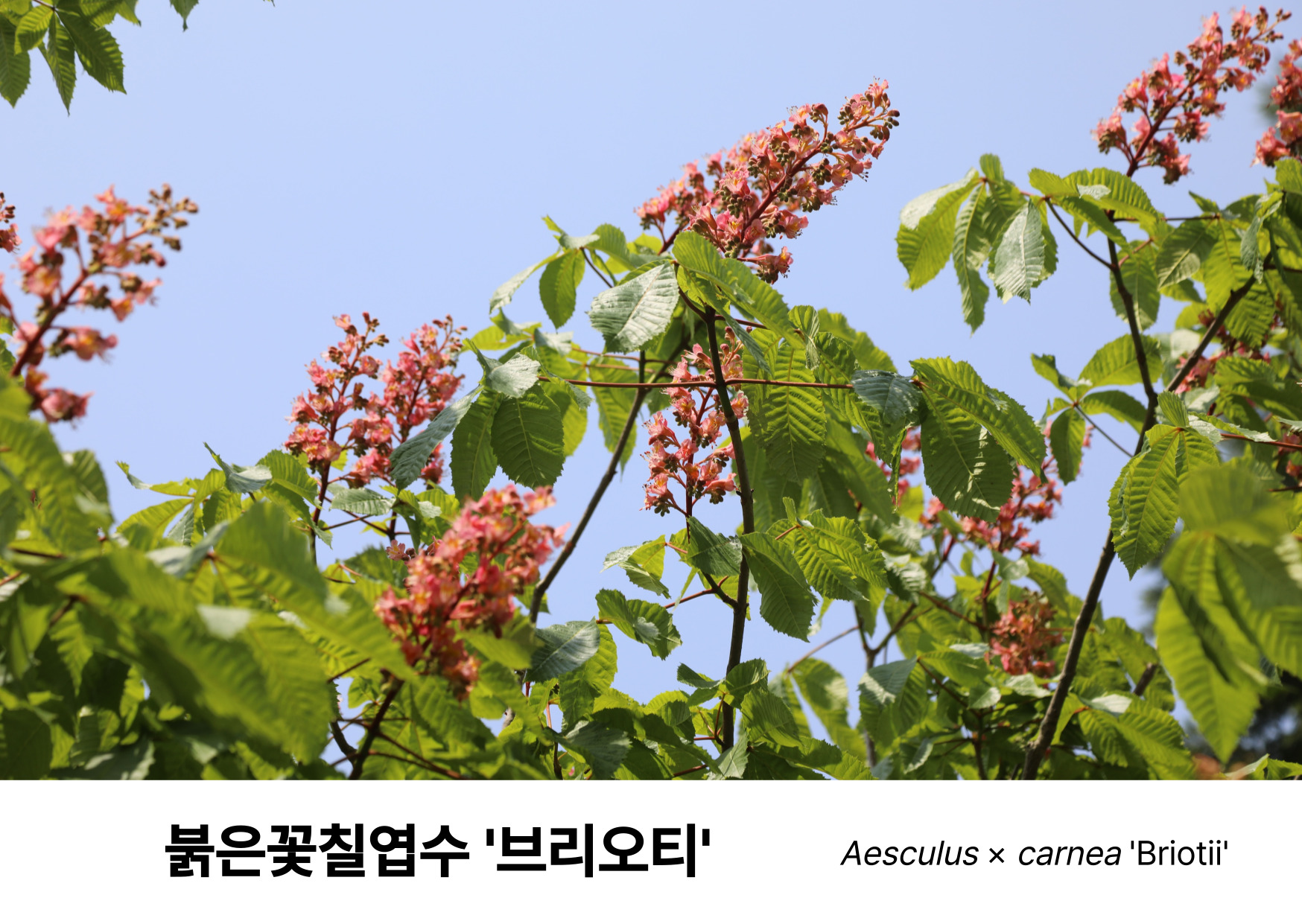 0bec8646eee62.jpg