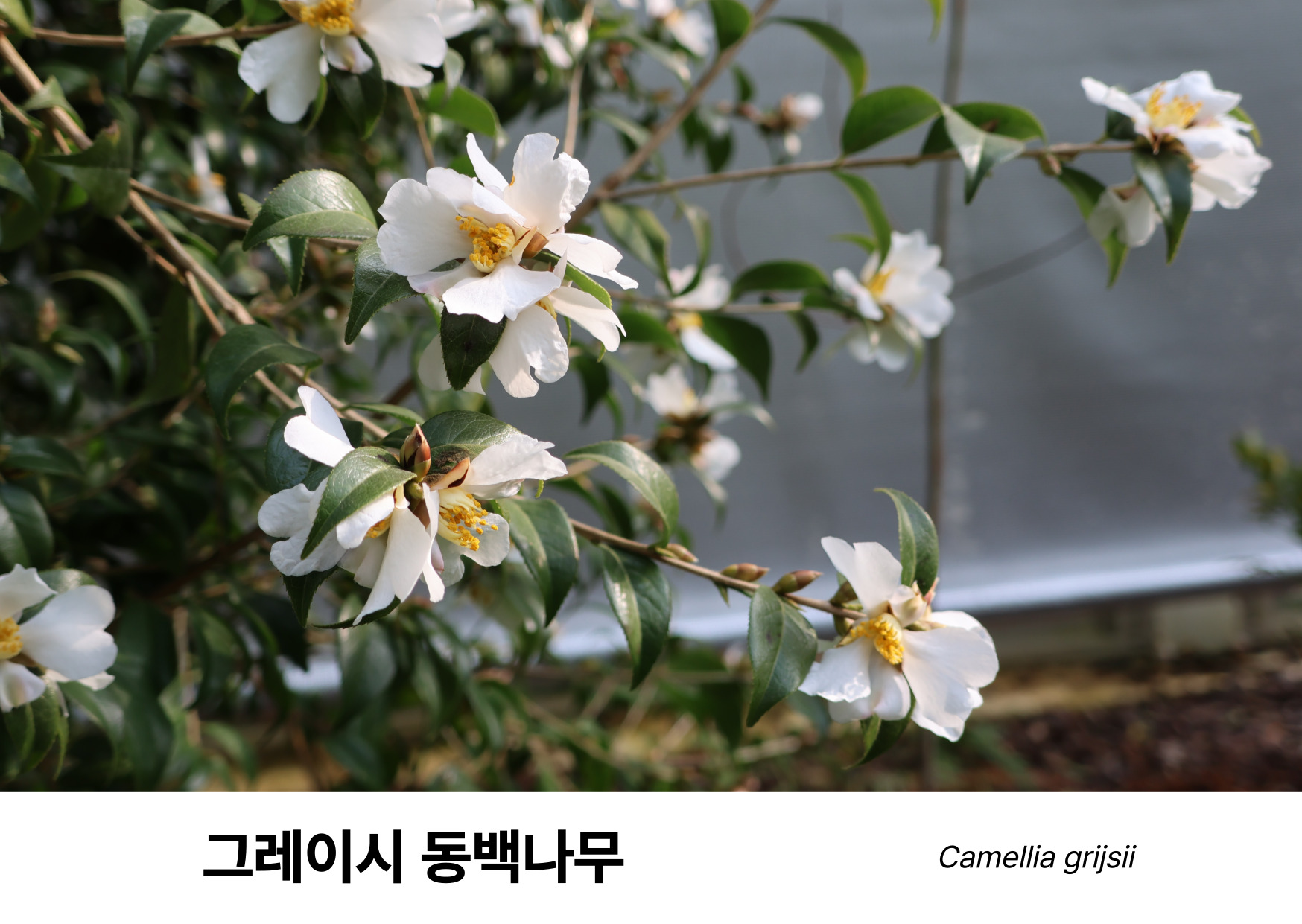 17d1cd2a36a0f.jpg