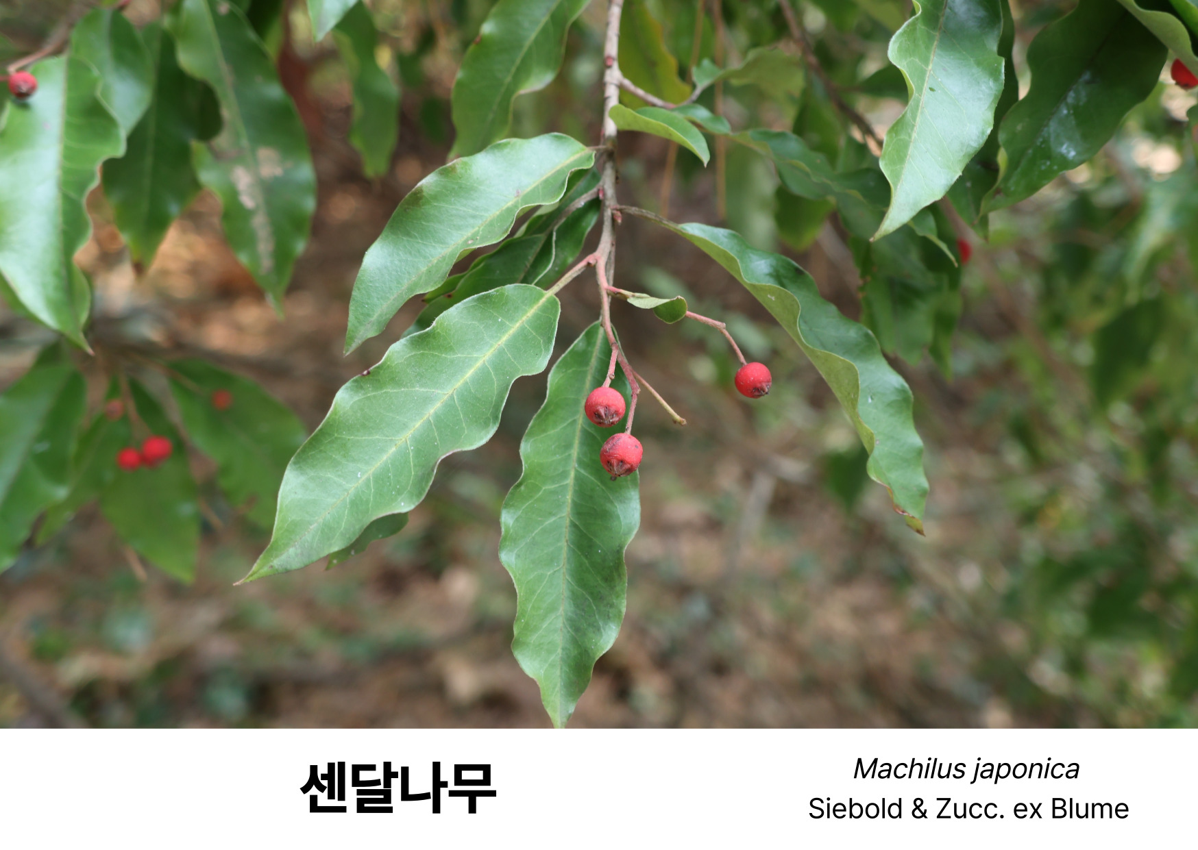 1f9955043fb4a.jpg
