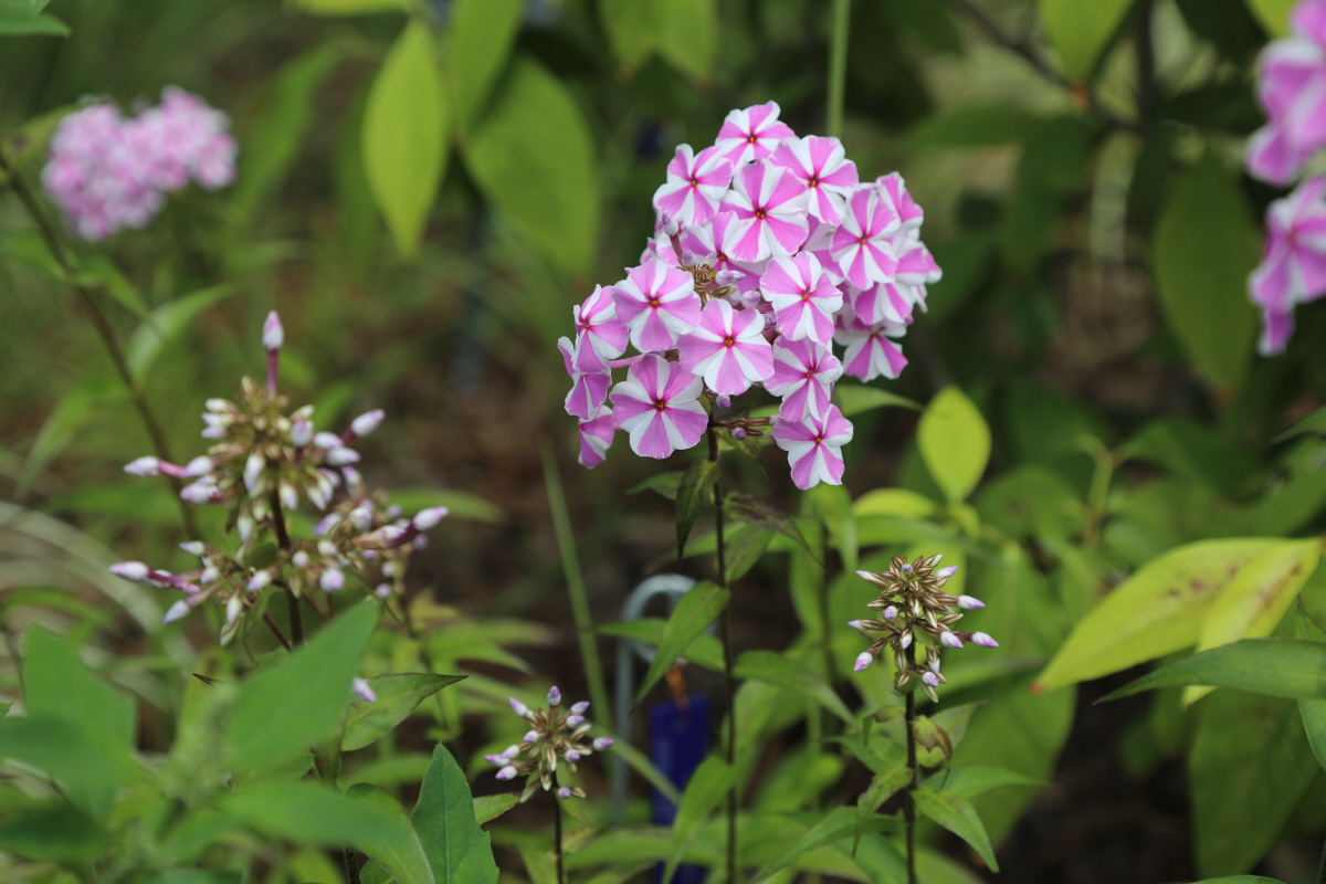 3d41068a26e16.jpg