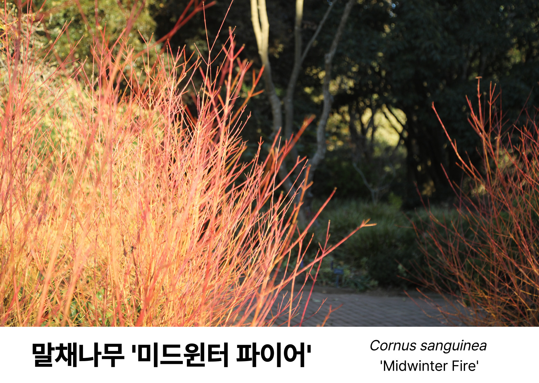 51c562df76880.jpg