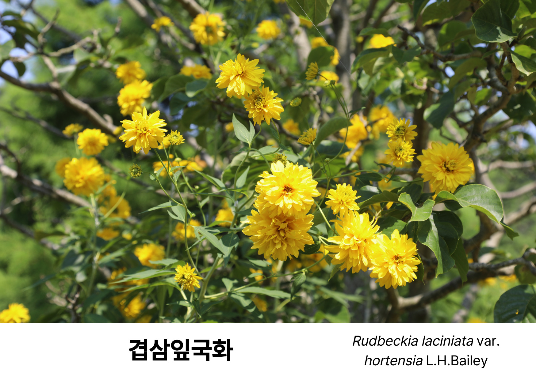 768d7a4bc5e0e.jpg
