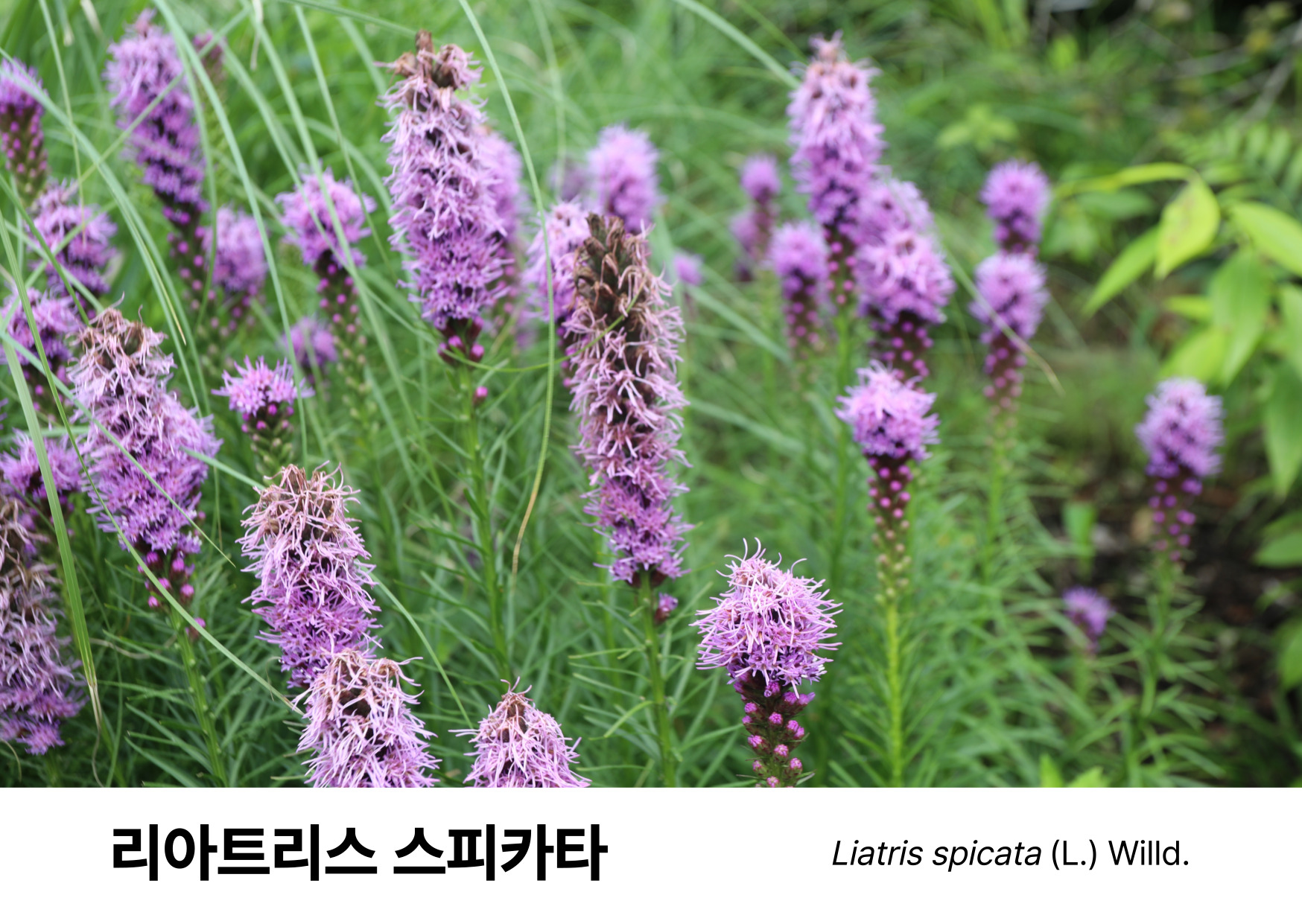 aa857b8050d1b.jpg