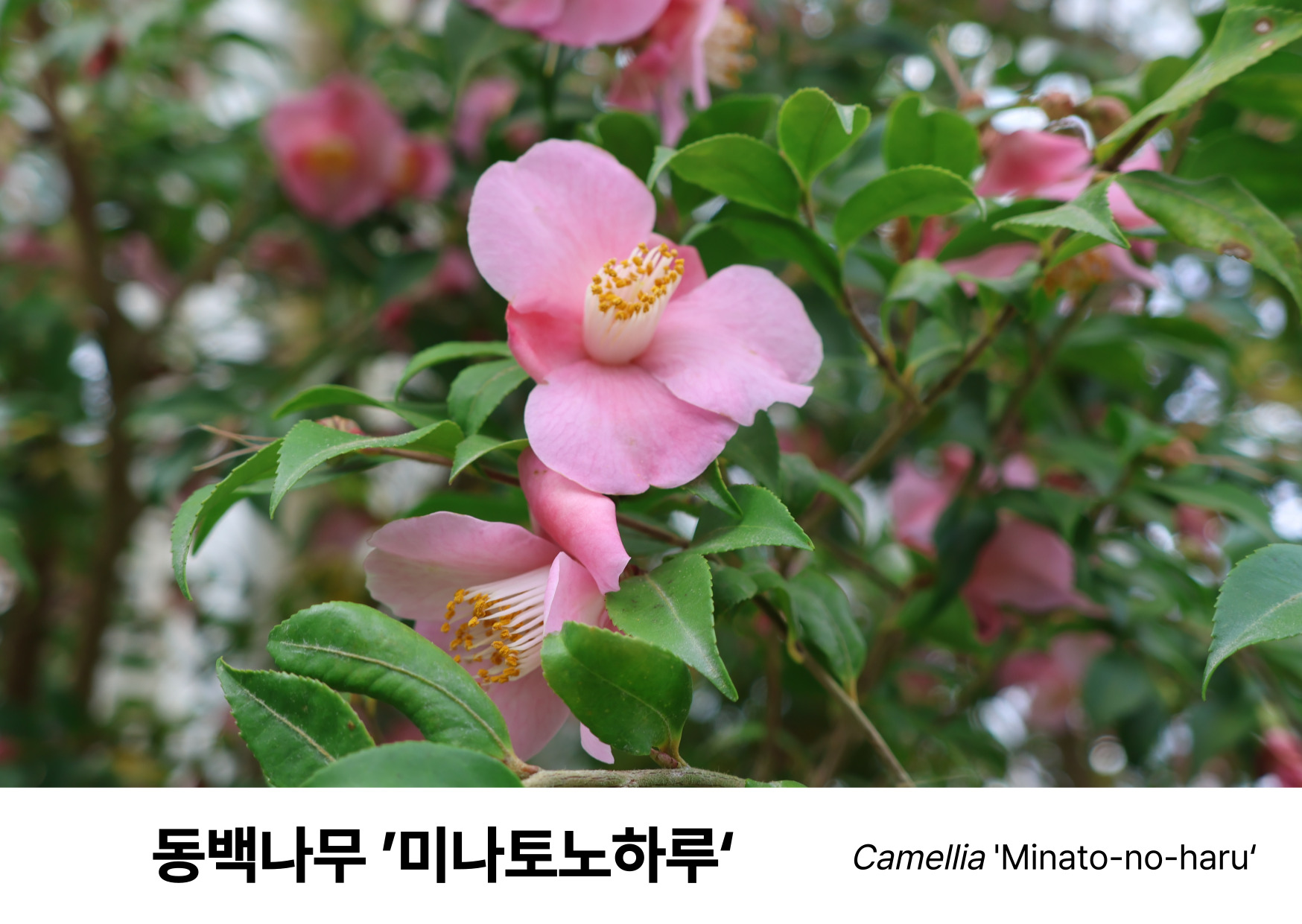 c45a127a71216.png