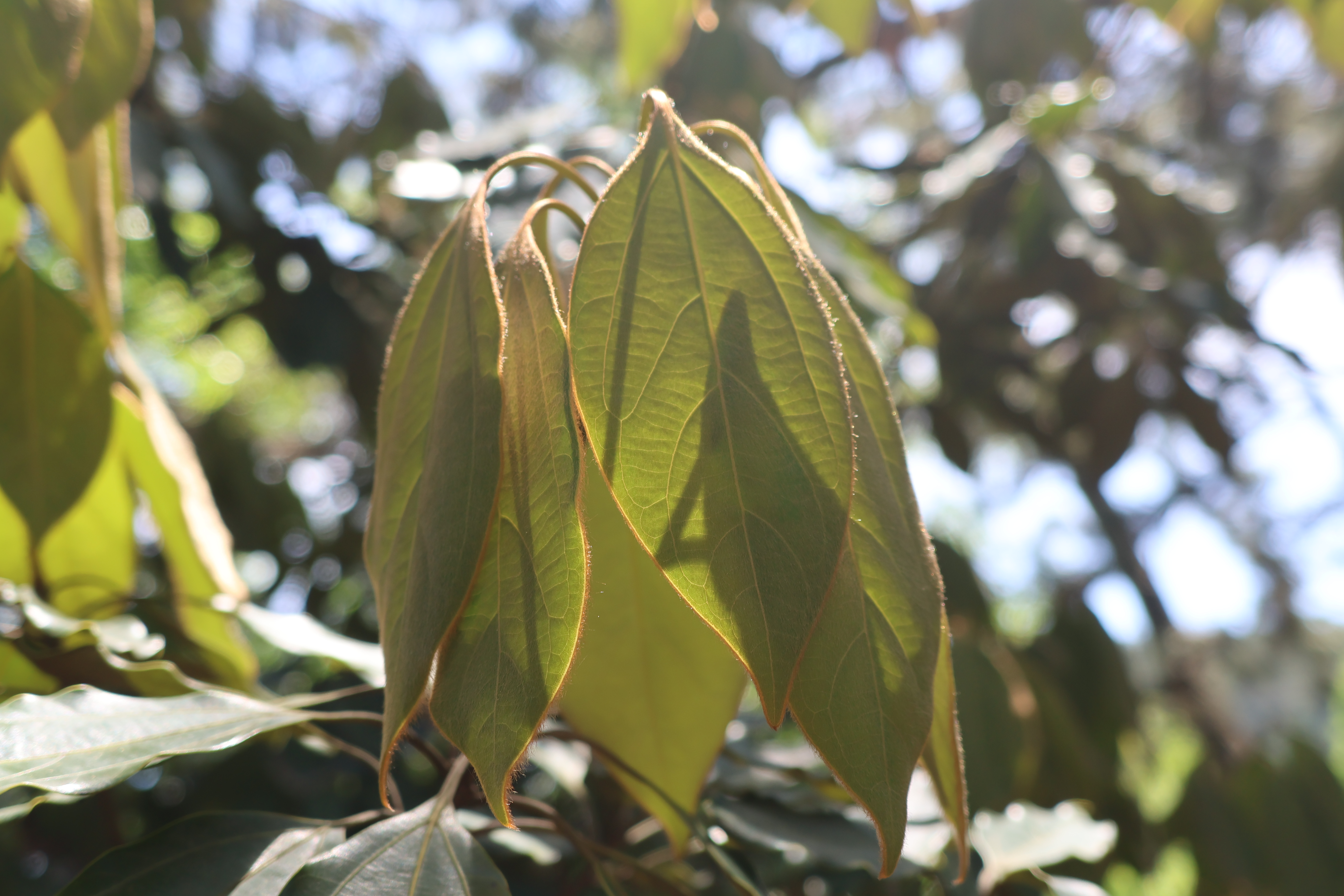 ebc639b045a9a.jpg