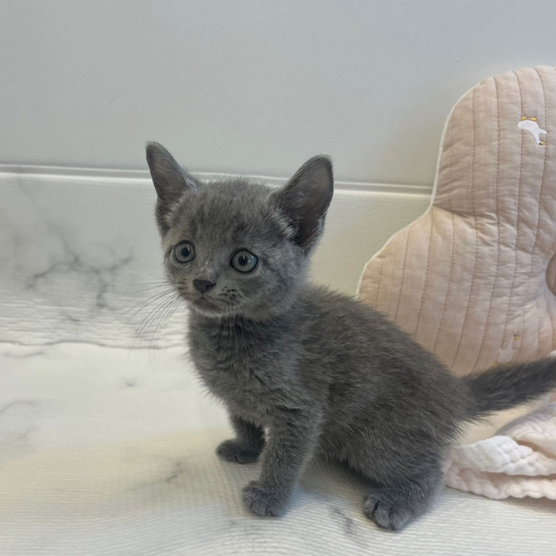 둔산점> 대전 러시안블루 분양 : 퍼피댕 고양이 기타