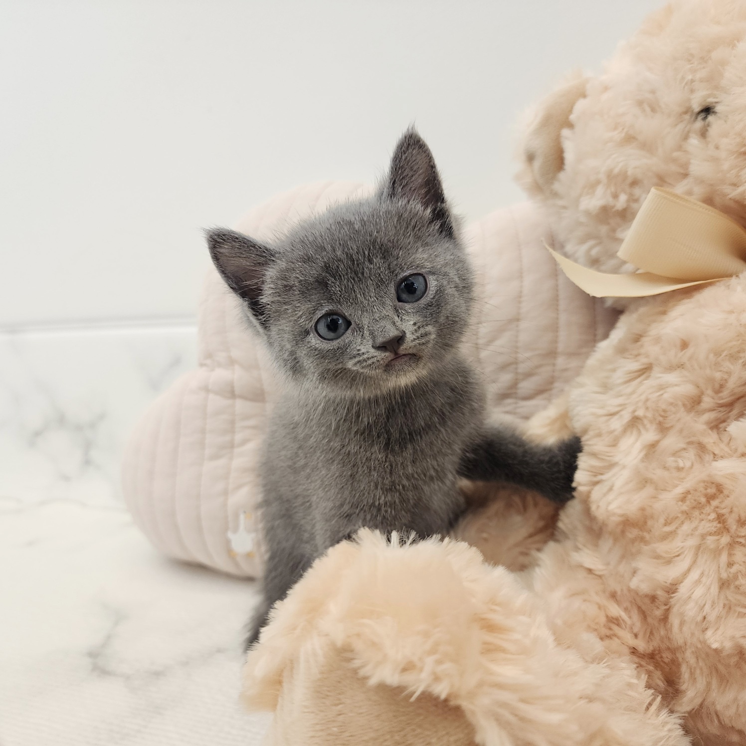 둔산점> 러시안블루 분양 (육육이) : 퍼피댕 러시안블루분양