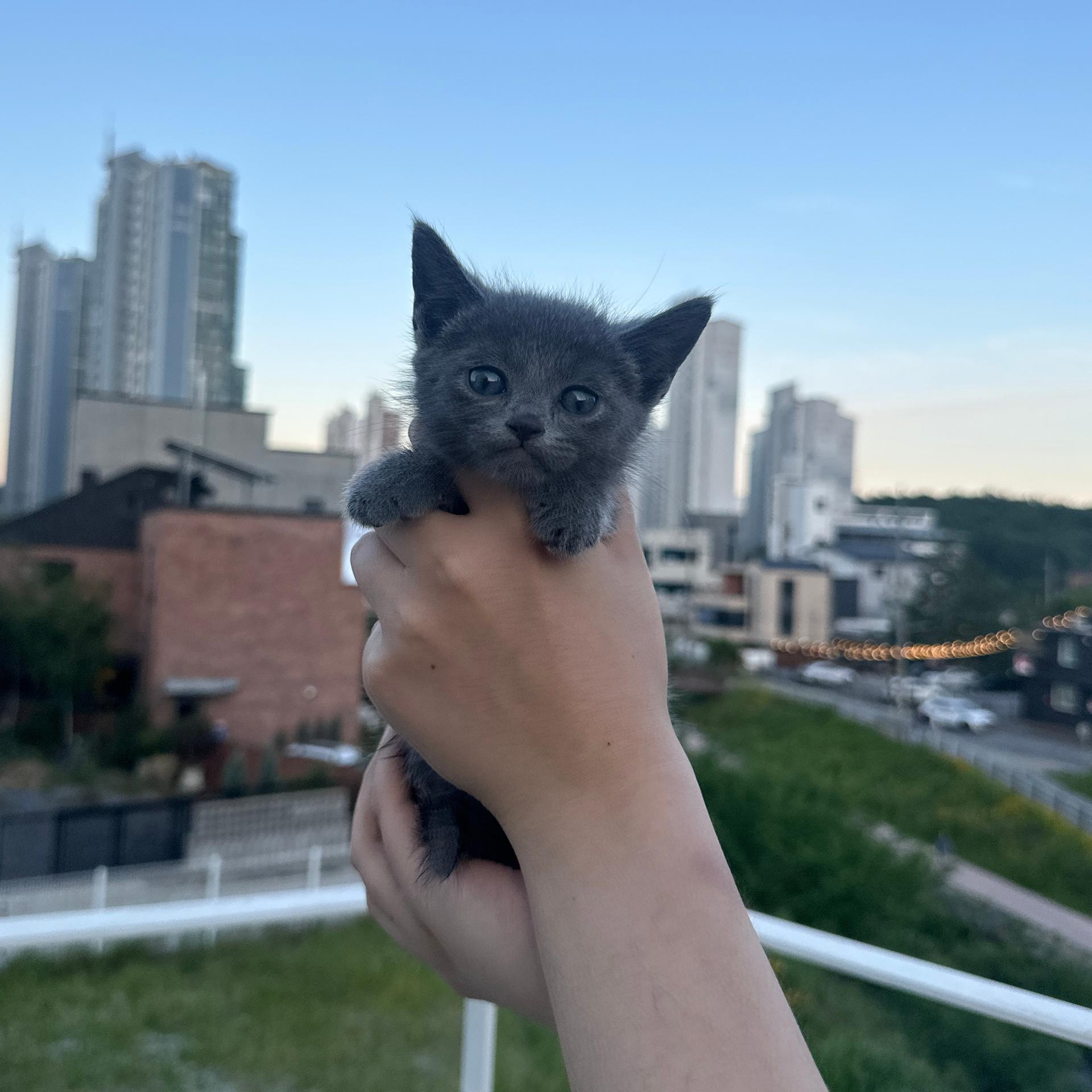 러시안블루