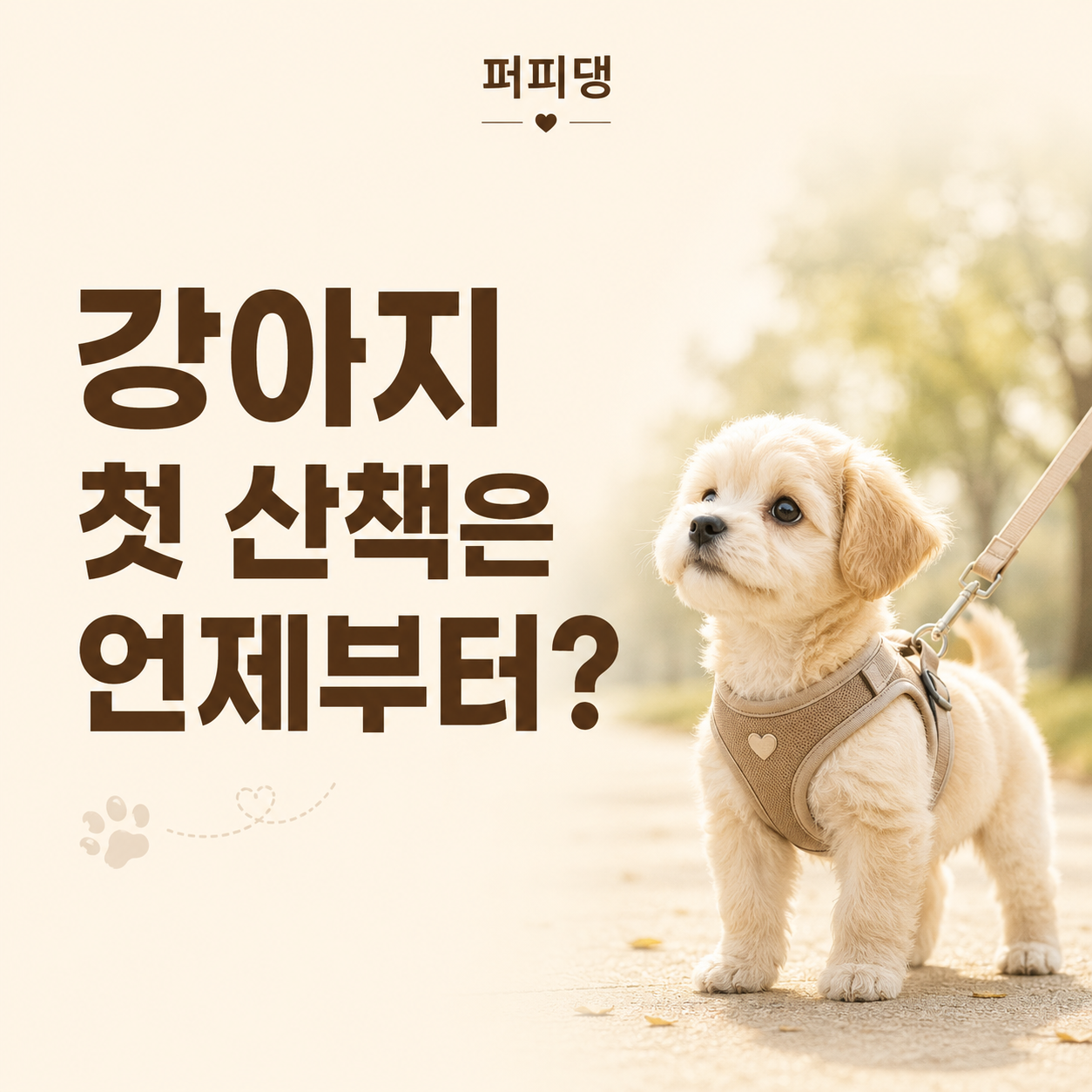 강아지 첫 산책은 언제부터 가능할까요?