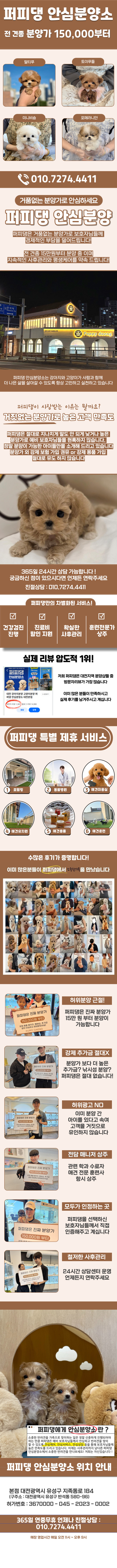 대전꼬똥드툴레아분양