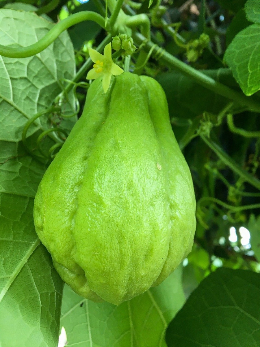 차요테(Chayote) – 완벽한 식탁의 비밀, 세계의 식재료 사전 : FOOD