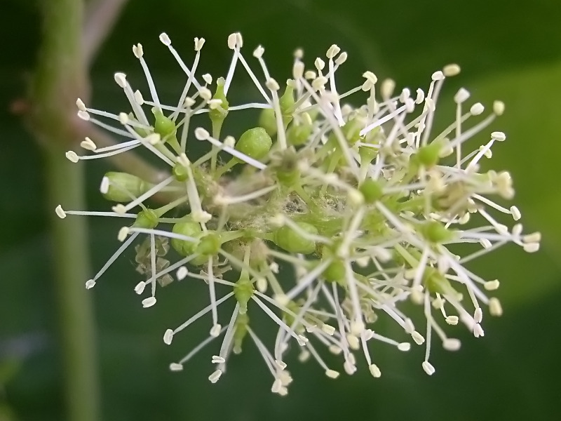 달콤한 결과(fruiting)를 향한 치열한 포도밭의 일 년 : DRINKS