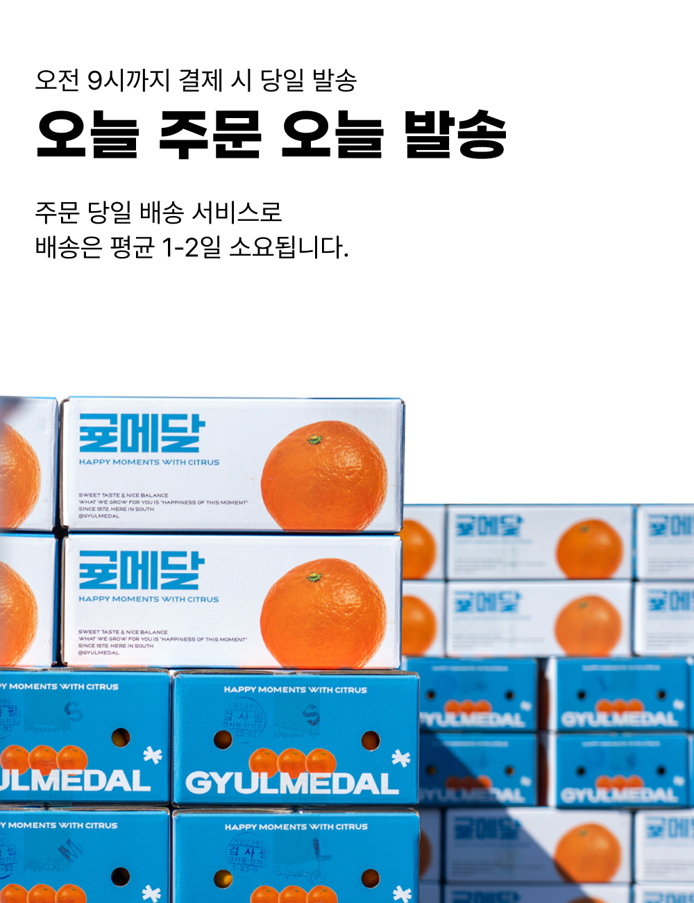 제주 황금향 가정용