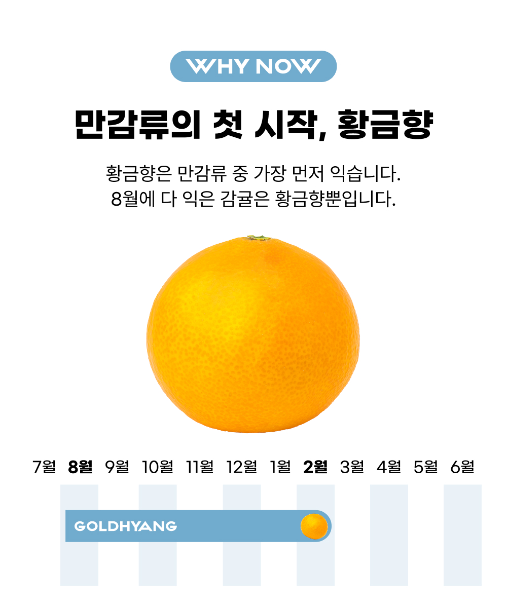 제주 황금향 가정용