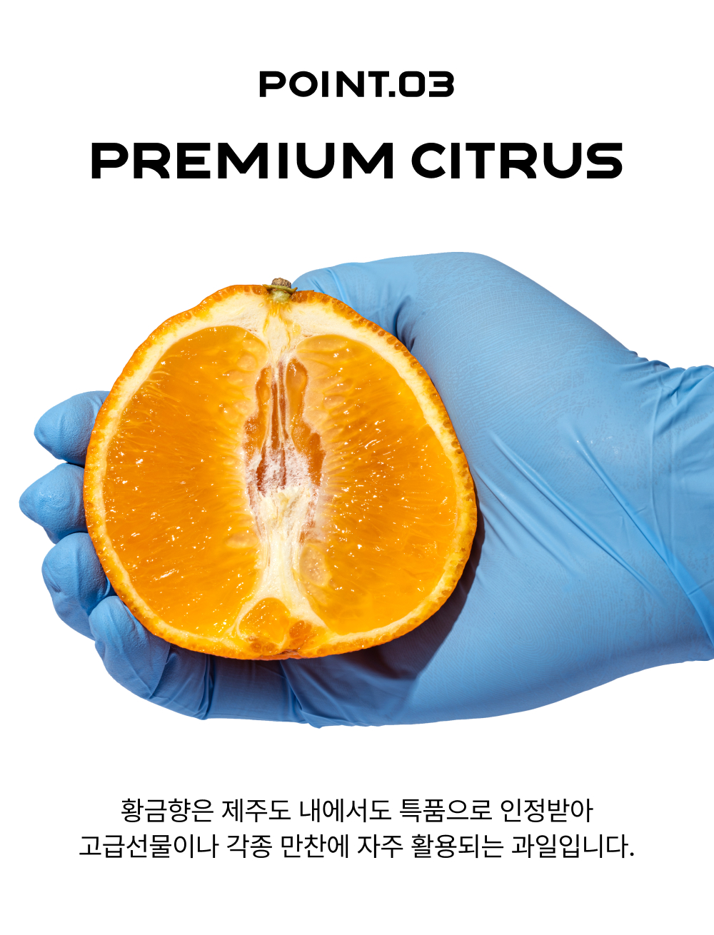 제주 황금향 가정용