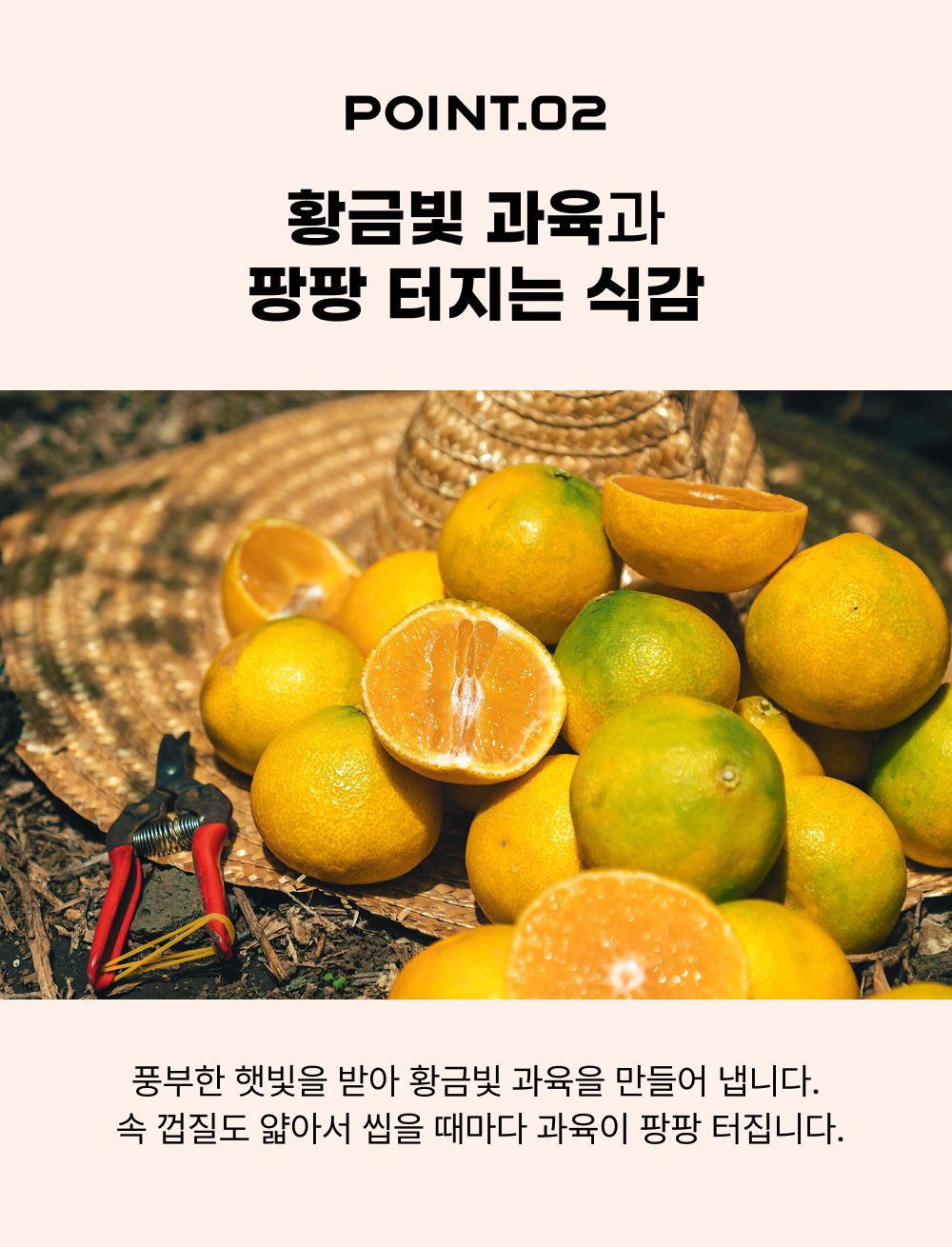 제주 황금향 가정용