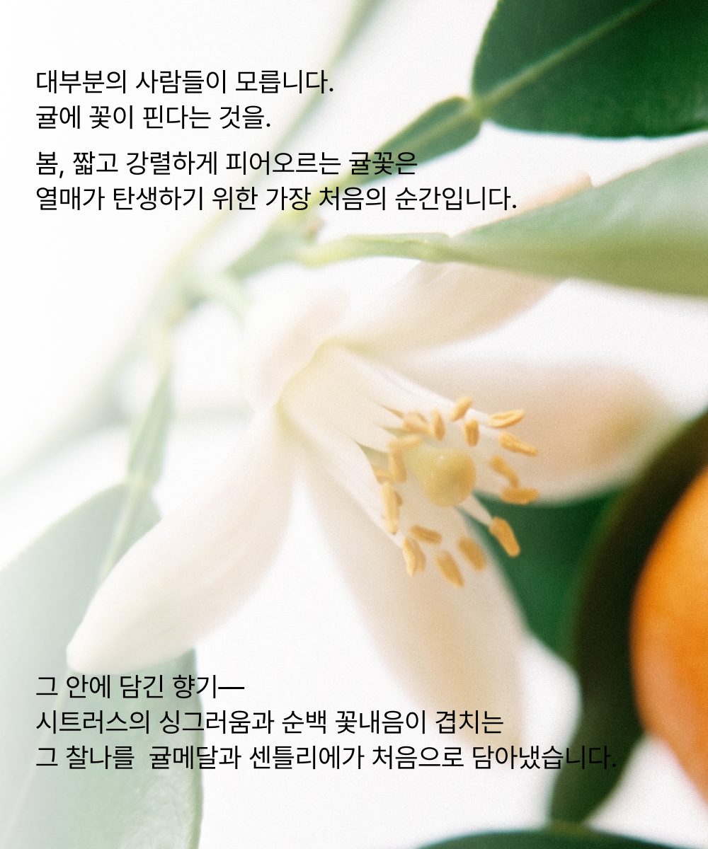 귤메달 X 센틀리에 시트러스 블라썸 기획세트