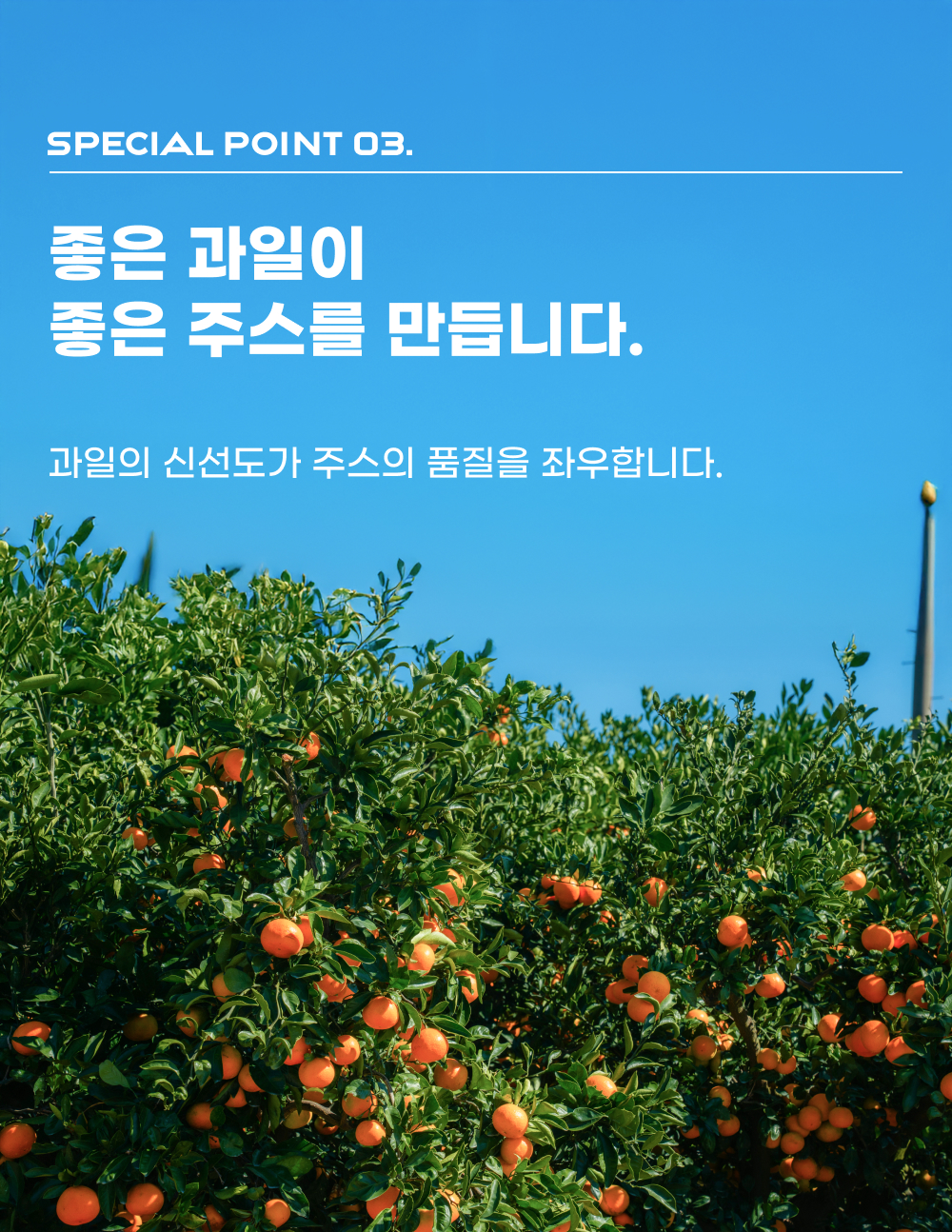 유기농 감귤 주스 150mL