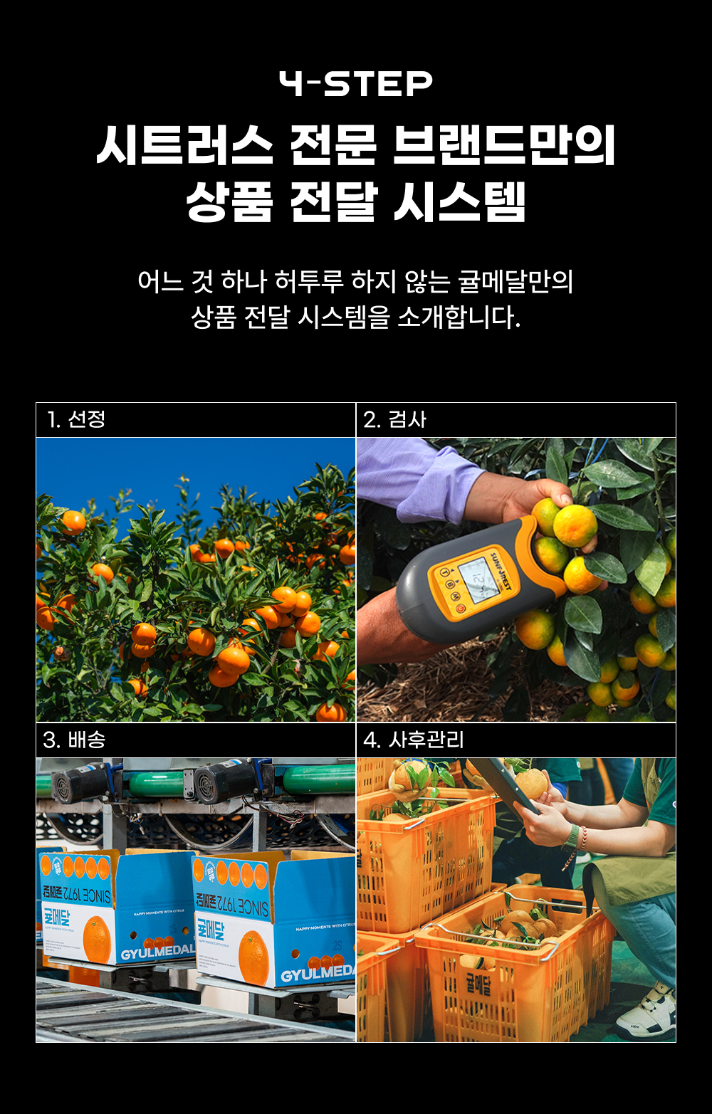 제주 황금향 가정용