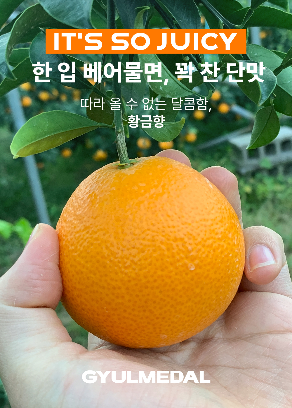 제주 황금향 가정용