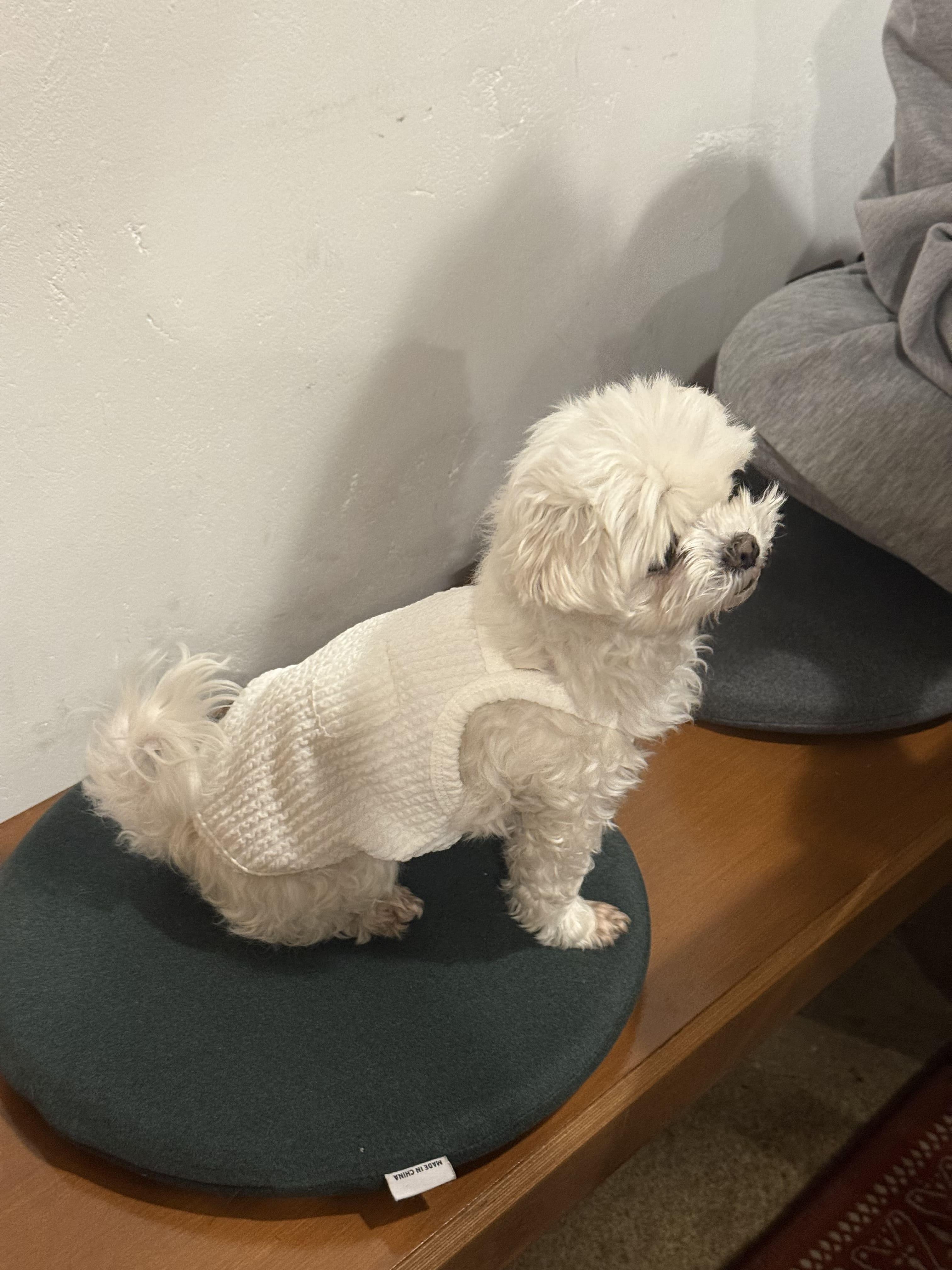 댕댕코디 와플 멜빵 포켓 강아지 민소매 티셔츠 실제 착용 사진