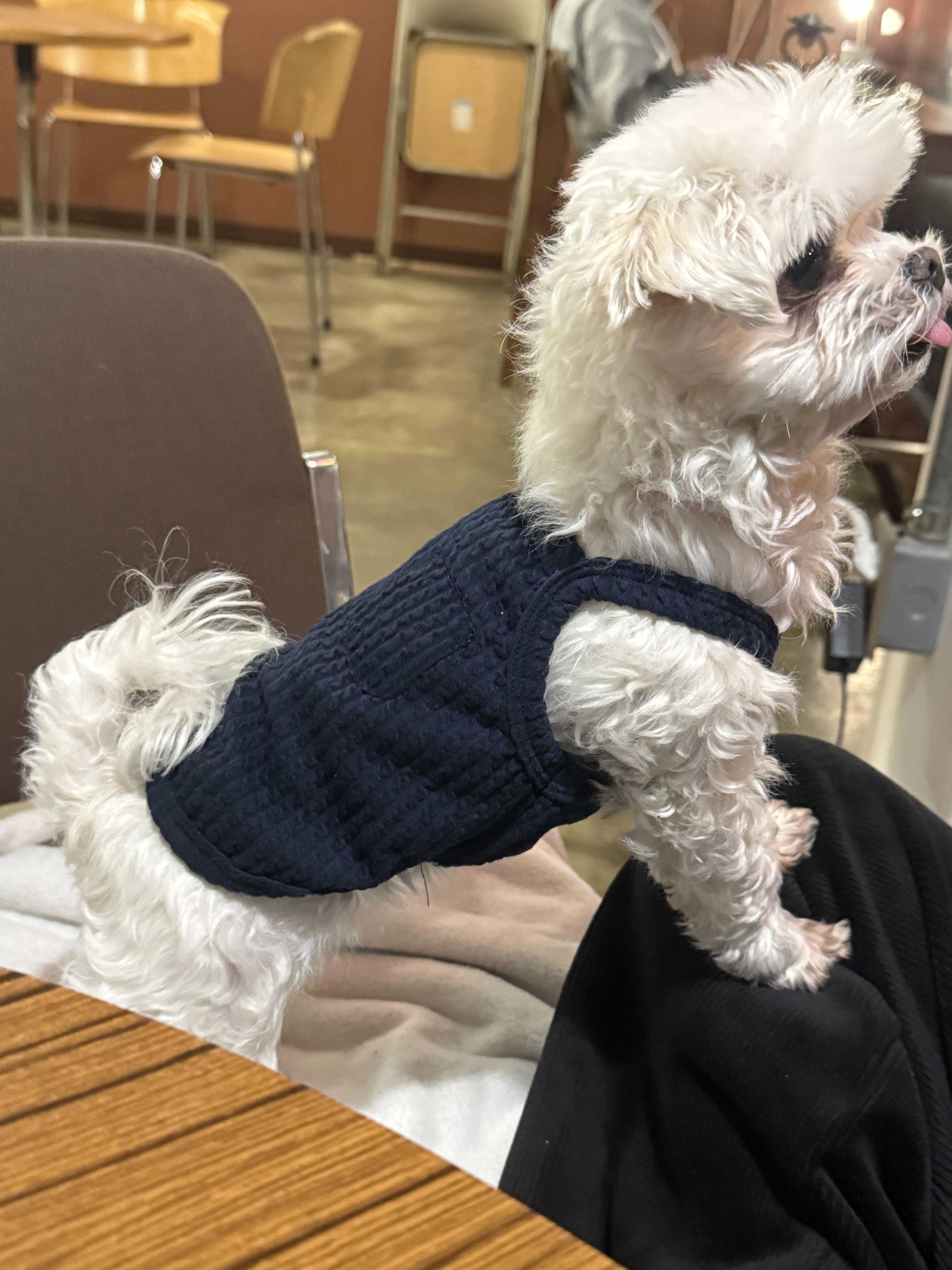 댕댕코디 와플 멜빵 포켓 강아지 민소매 티셔츠 실제 착용 사진