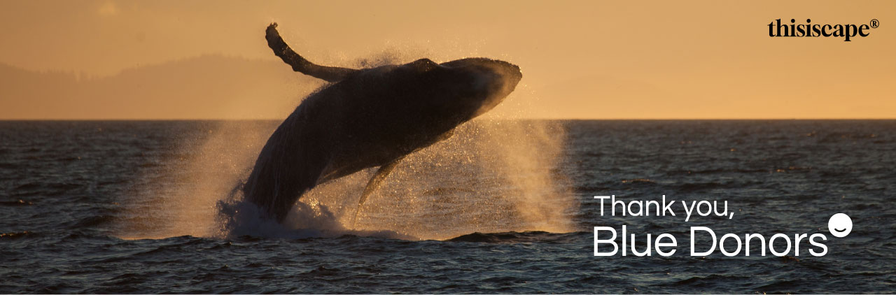 디스이스케이프(thisiscape) 친환경 비치타월 블루 도너스 에디션