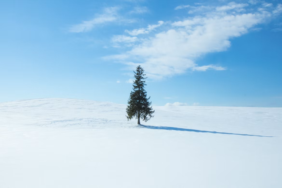 03913b77b53a1.png
