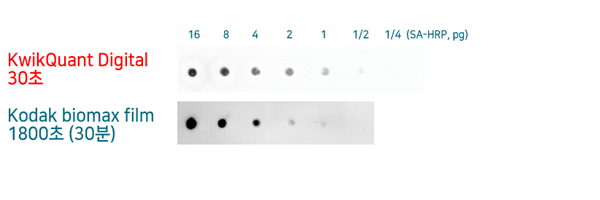 시너진 제품 정보 Kindle Biosciences Digital-ECL WB detection kit