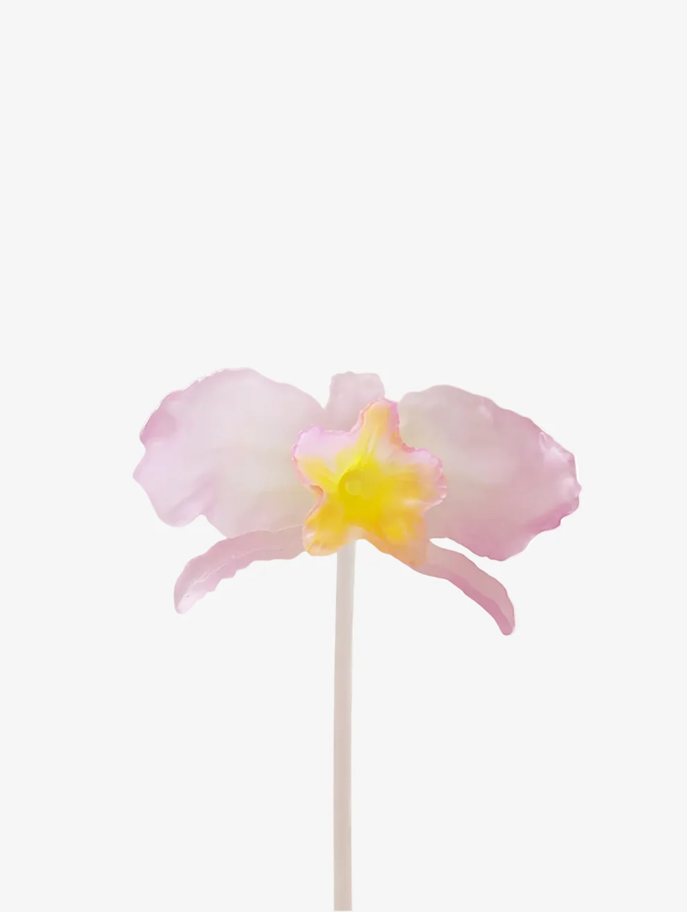 CATTLEYA STEM 카틀리아 양난 줄기 스템