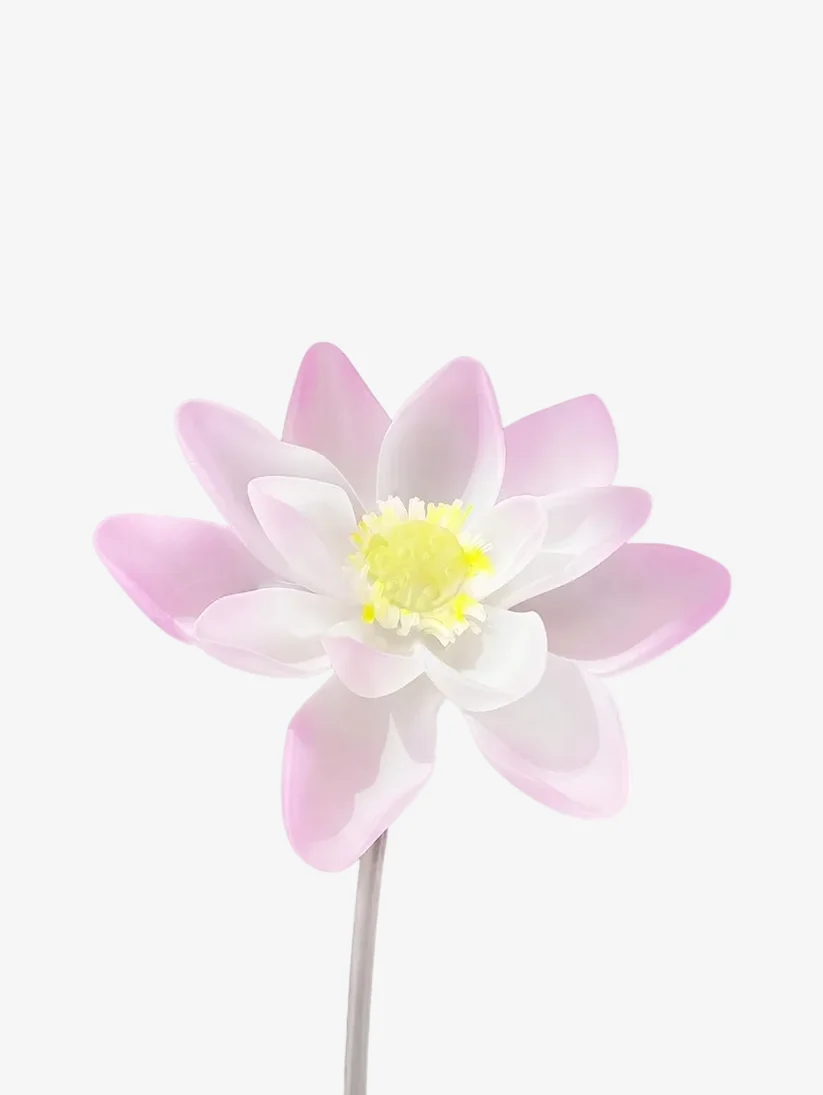 LOTUS STEM 연꽃 줄기