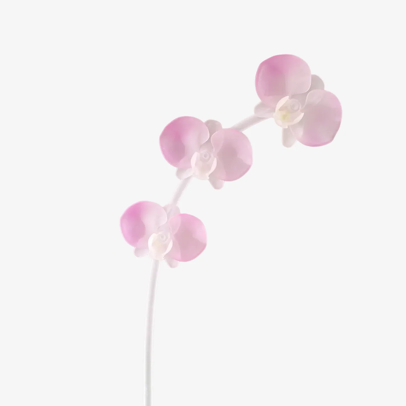 ORCHID STEM PINK 핑크 호접란 난초 스템