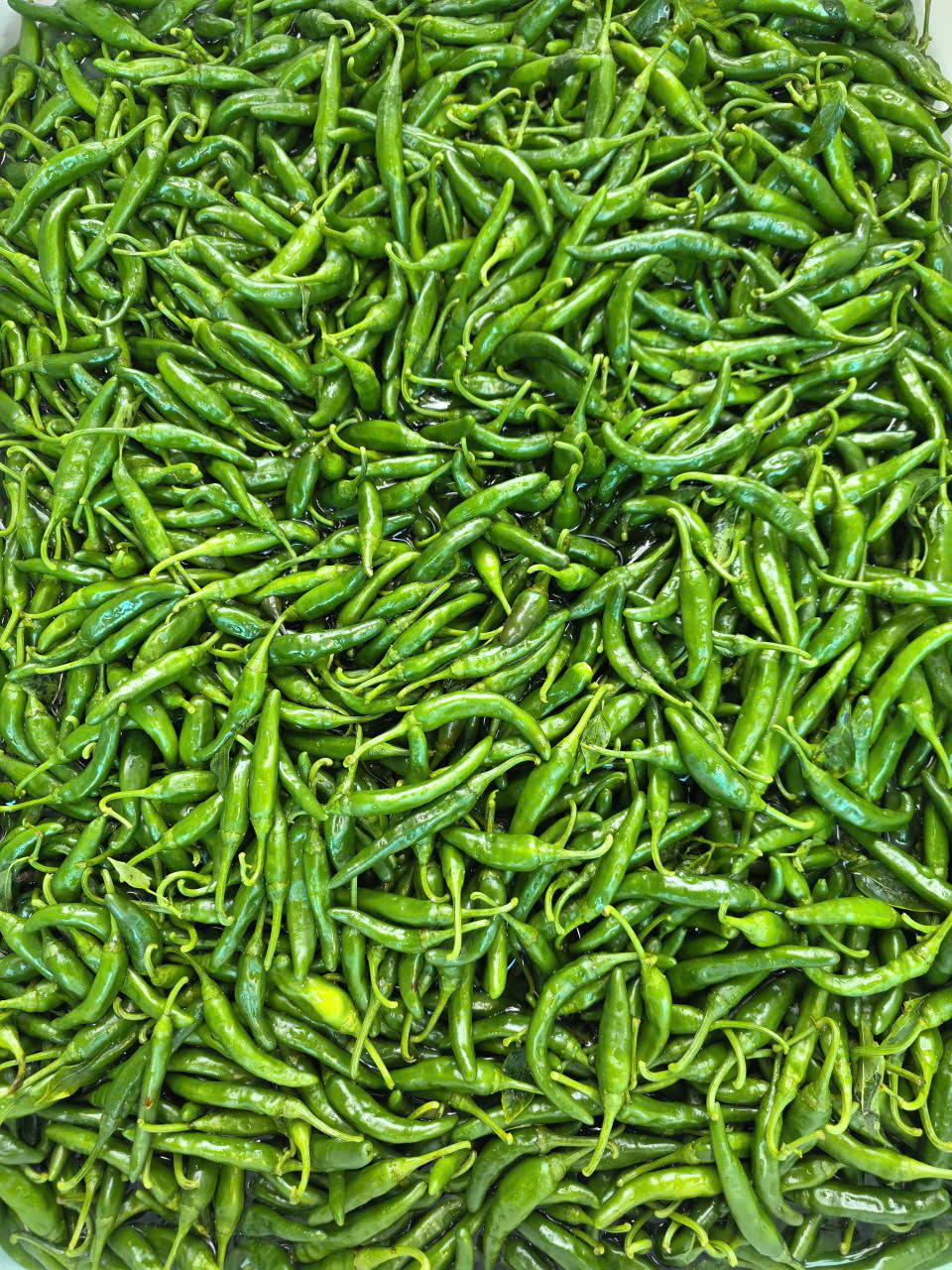 청양고추 짱아치 400g