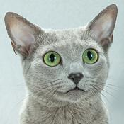 https://tica.org/images/TopCats/2019/BOB/BOB-Russian-Blue-Cat-Emerald-Snow-Maestro-Antigene-THUMB.jpg