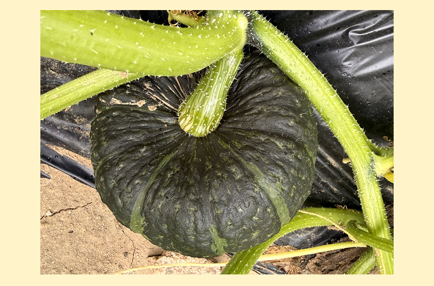 국내산 미니 단호박 2kg 3kg 5kg [원산지:국산(충청북도 괴산군)]