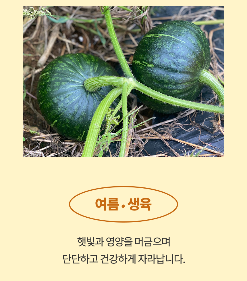 국내산 미니 단호박 2kg 3kg 5kg [원산지:국산(충청북도 괴산군)]
