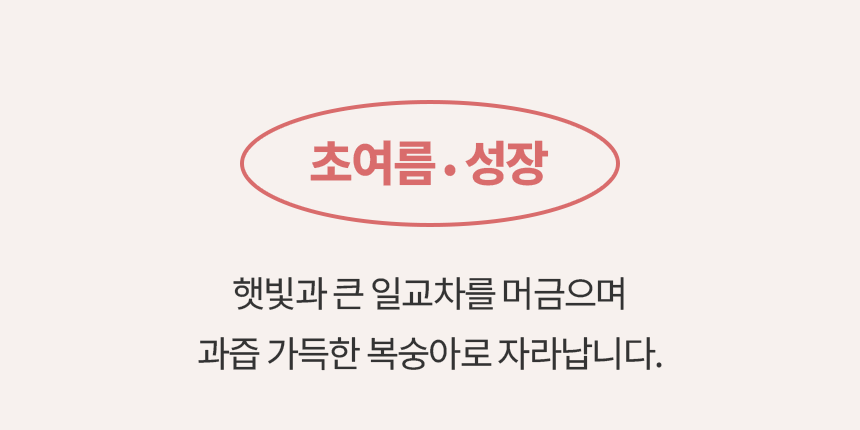 직접재배 산지직송 당도보장 클래식복숭아 [원산지:국산(충청북도 괴산군)]