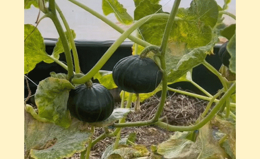국내산 미니 단호박 2kg 3kg 5kg [원산지:국산(충청북도 괴산군)]