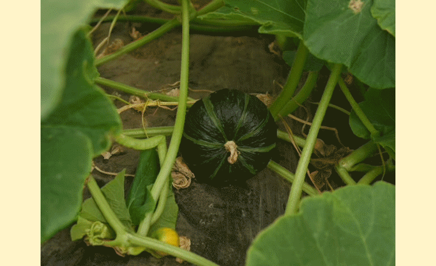국내산 미니 단호박 2kg 3kg 5kg [원산지:국산(충청북도 괴산군)]