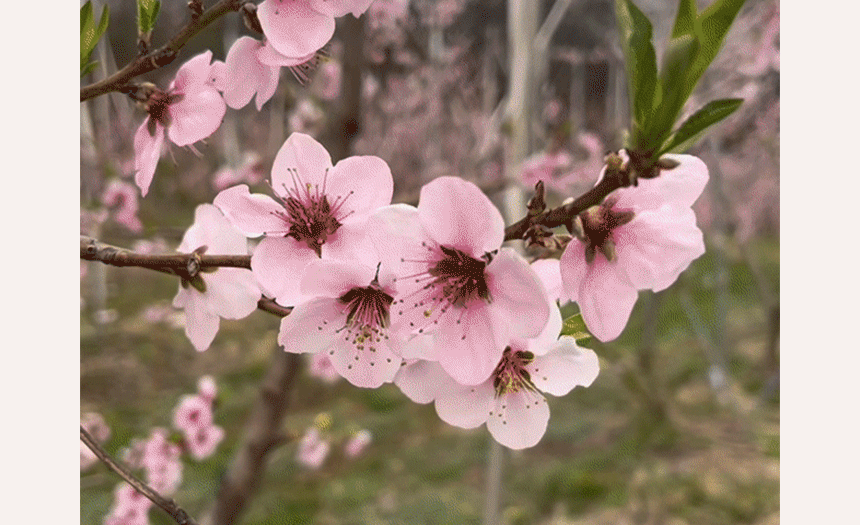 직접재배 산지직송 당도보장 클래식복숭아 [원산지:국산(충청북도 괴산군)]