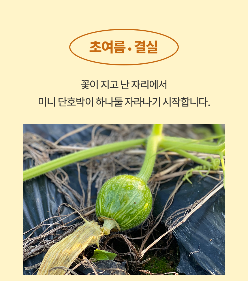 국내산 미니 단호박 2kg 3kg 5kg [원산지:국산(충청북도 괴산군)]