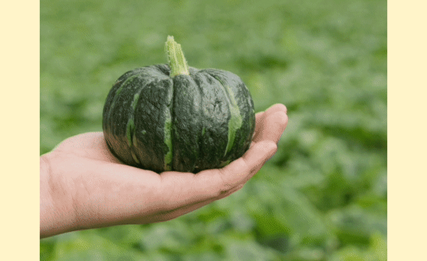 국내산 미니 단호박 2kg 3kg 5kg [원산지:국산(충청북도 괴산군)]